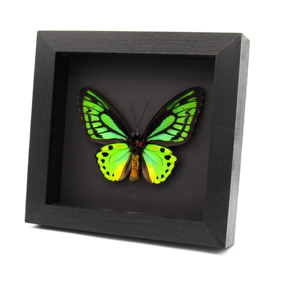 Real XL Green Birdwing Butterfly Framed Taxidermy - Ornithoptera