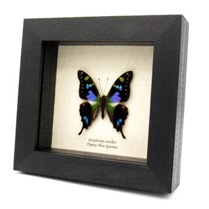 本物の紫クサカゲロウの蝶の額入り剥製 - Cethosia myrina