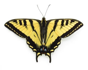 Echte Western Tiger Swallowtail vlinder ingelijste taxiderie - Papilio rutulus - Victoriaanse montage