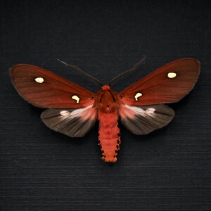 May include: A moth specimen with deep red forewings featuring small white spots and dark grey hindwings. The body is a vibrant red with black spots along the abdomen. The insect is displayed with wings fully spread, showcasing its symmetrical pattern.