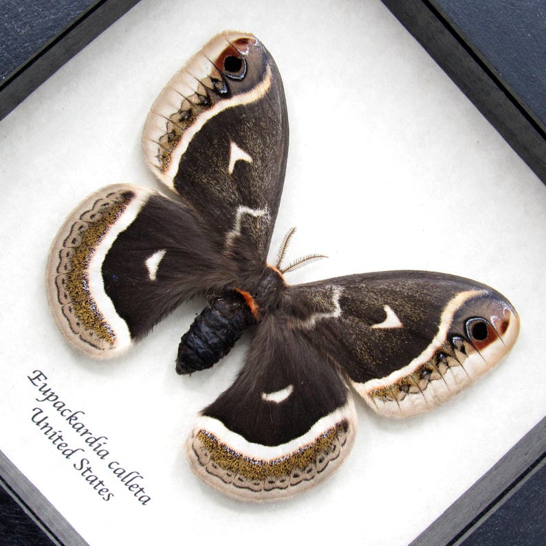 Rare Calleta Silkmoth Framed Taxidermy - Eupackardia Calleta - Large ...