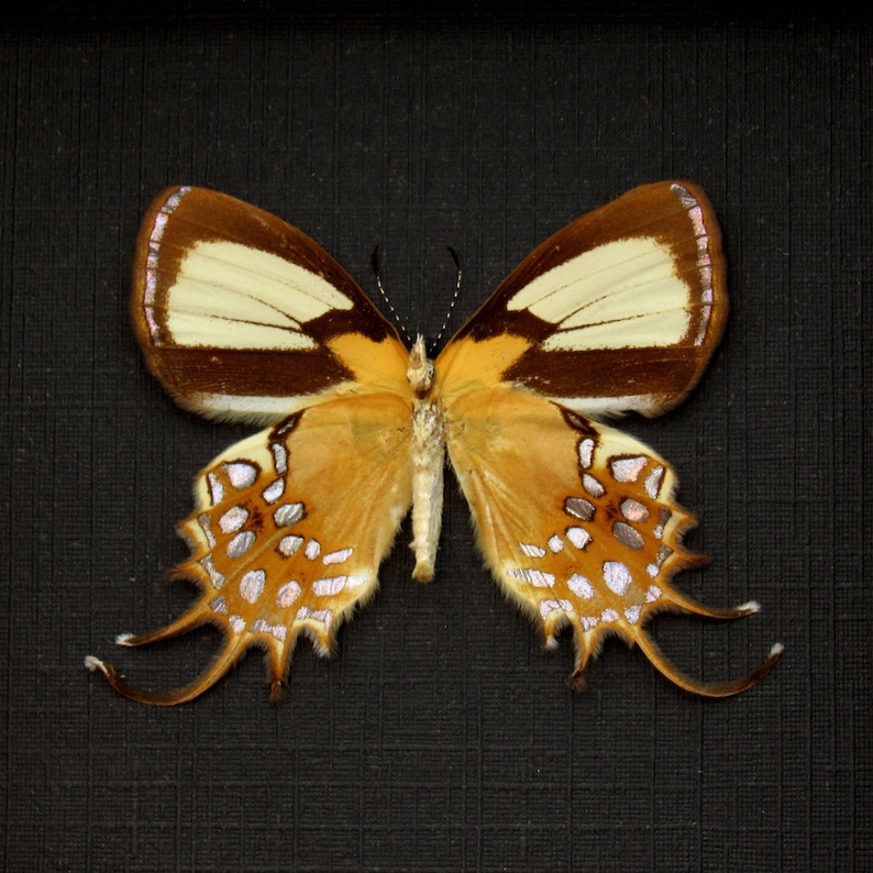 real-metallic-gold-butterfly-framed-taxidermy-helicopis-etsy