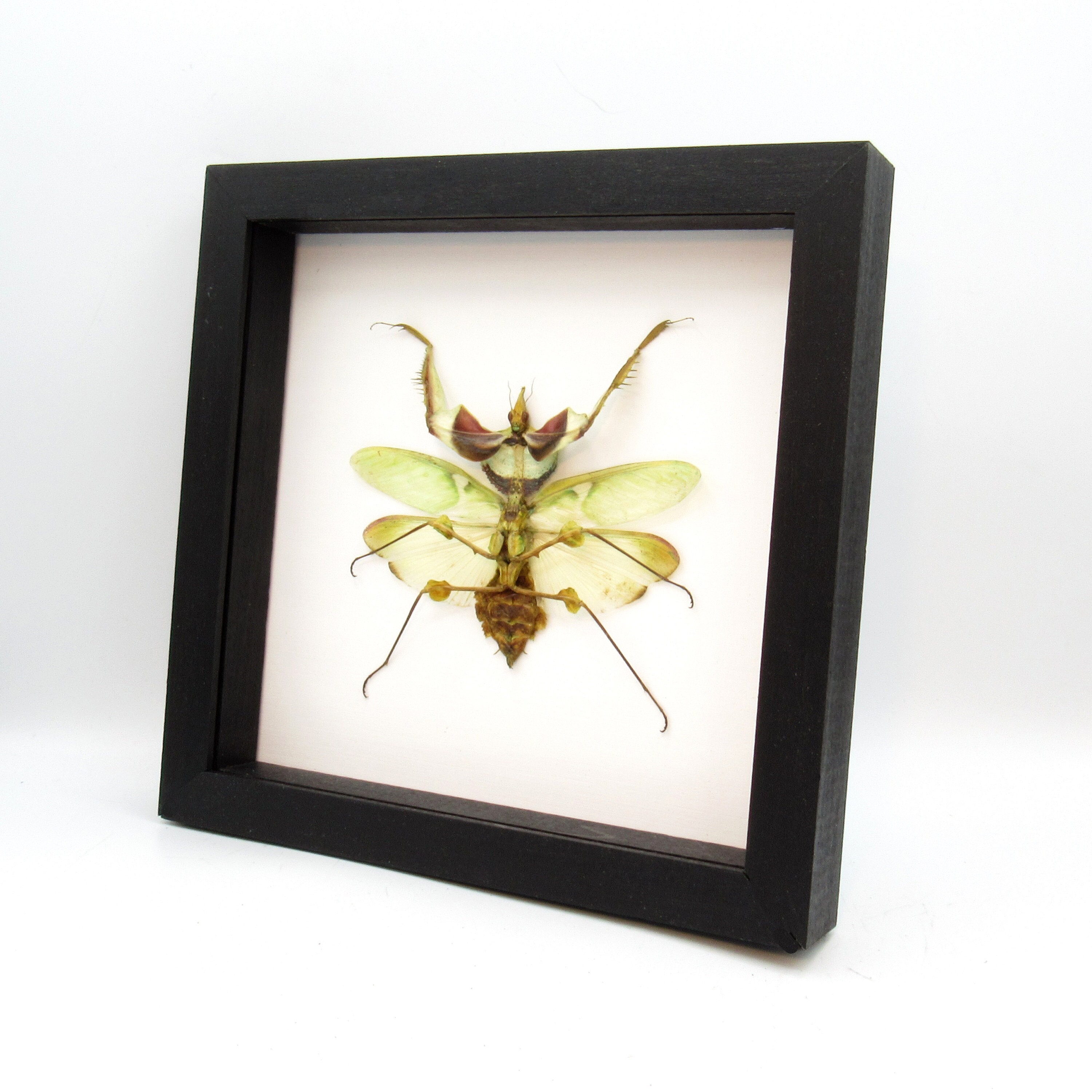 Real Giant Devils Flower Praying Mantis framed - Idolomantis diabolica - female - winged adult