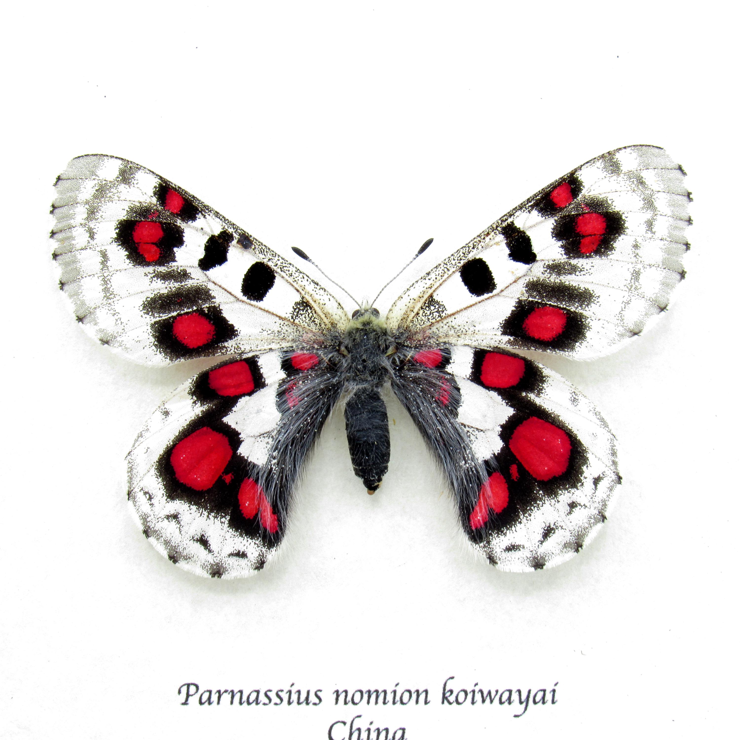Parnassius パルナシウス大図鑑 ◇パルナシウス大図鑑 講談社 2002年3月20日第一刷発行 【公式通販】