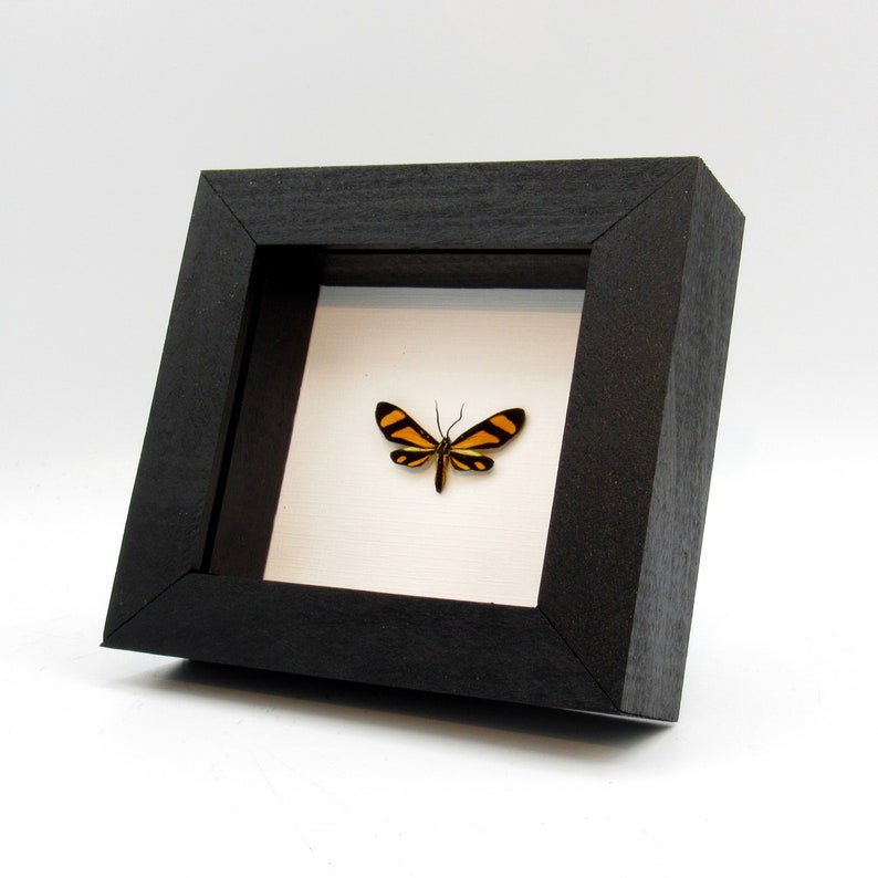 Real tiny yellow day flying moth framed taxidermy Zygaenidae species image 2