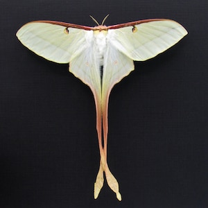 Rare XL Chinese Moon Moth framed - Actias dubernardi - female - Victorian mount