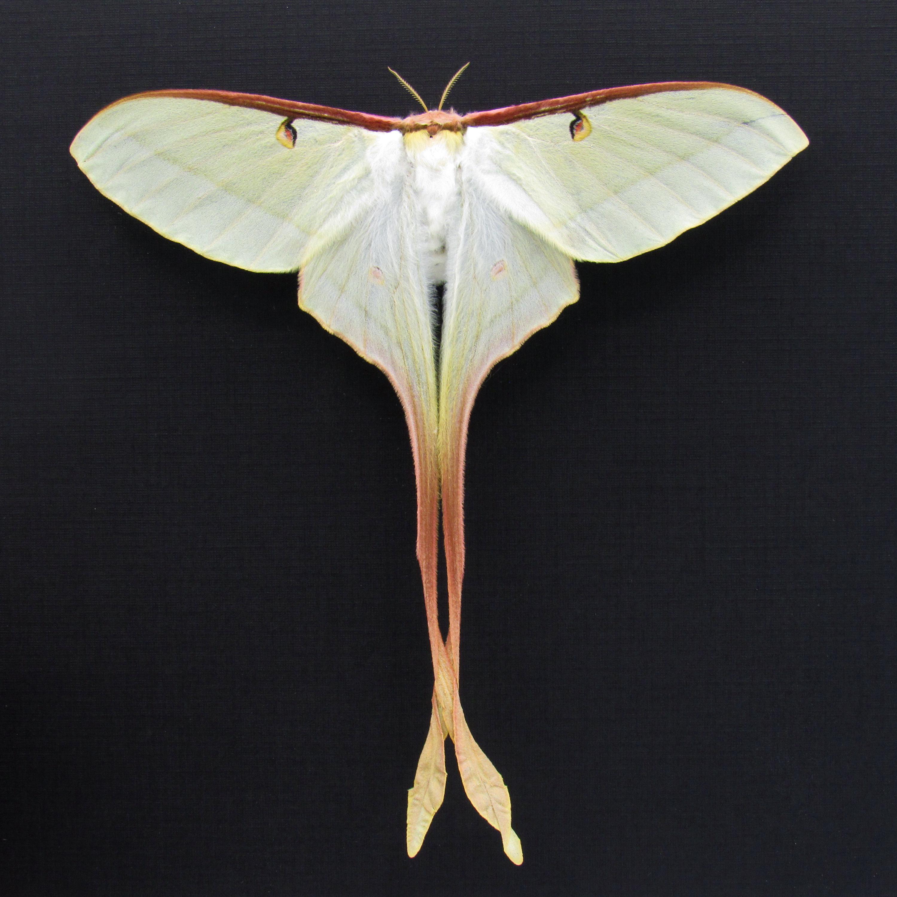 Actias dubernardi まとめて4♂セット Actias Dubernardi - Etsy