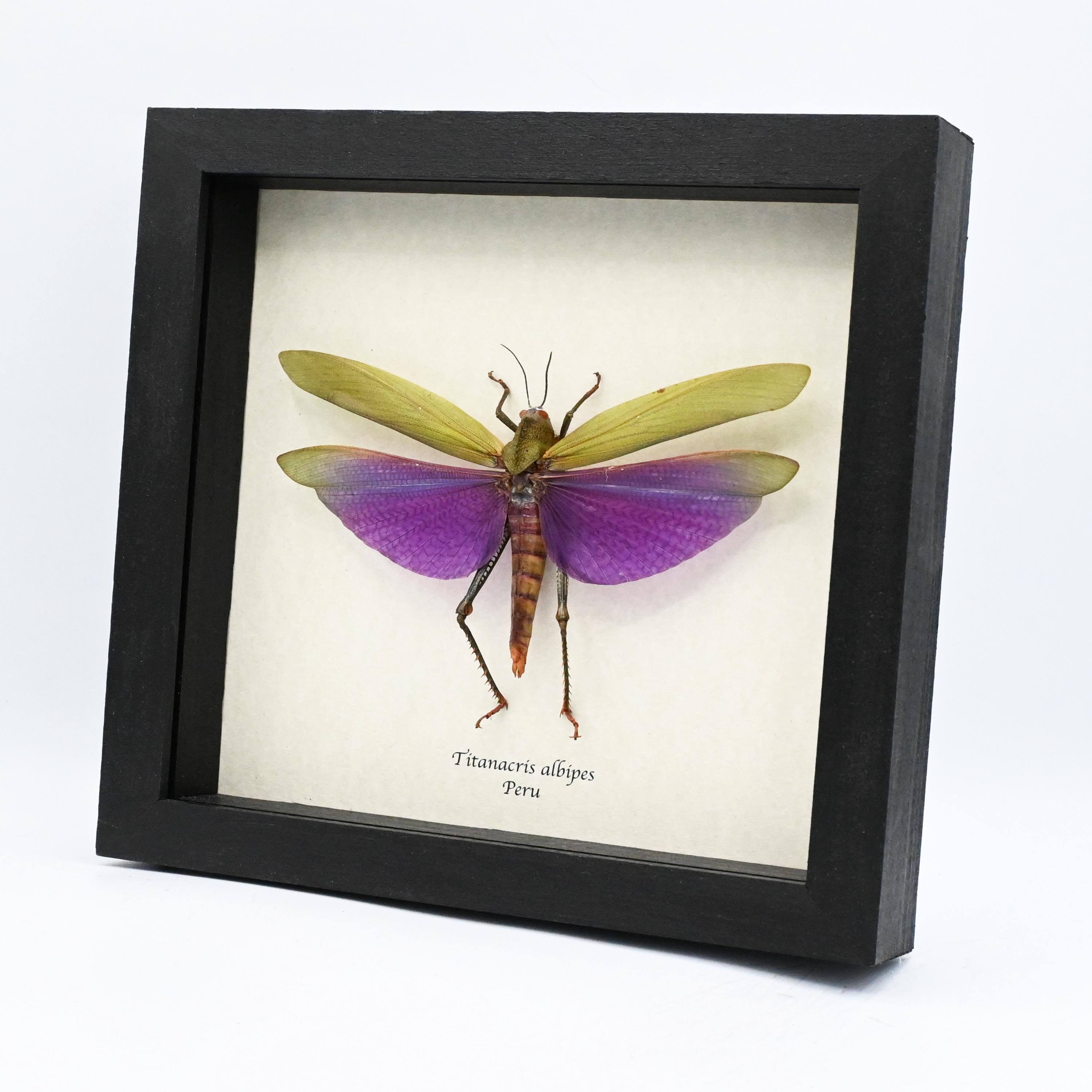 Titanacris Albipes - Etsy