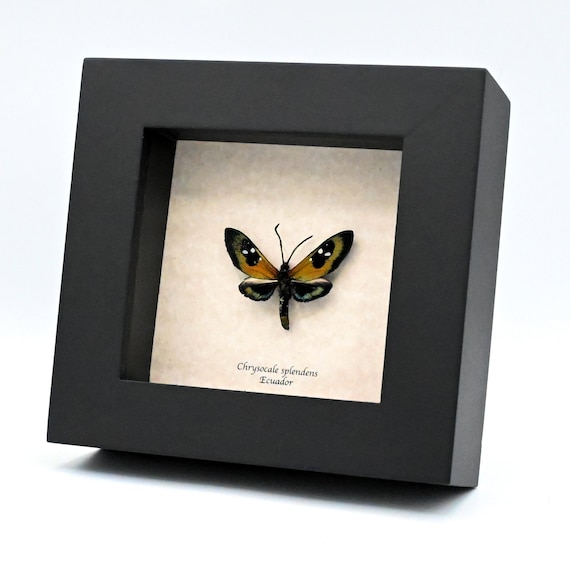 Rare Metallic Green Princely Tiger Moth Framed Taxidermy