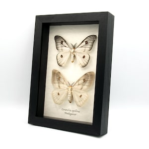 Ceranchia Apollina - Etsy