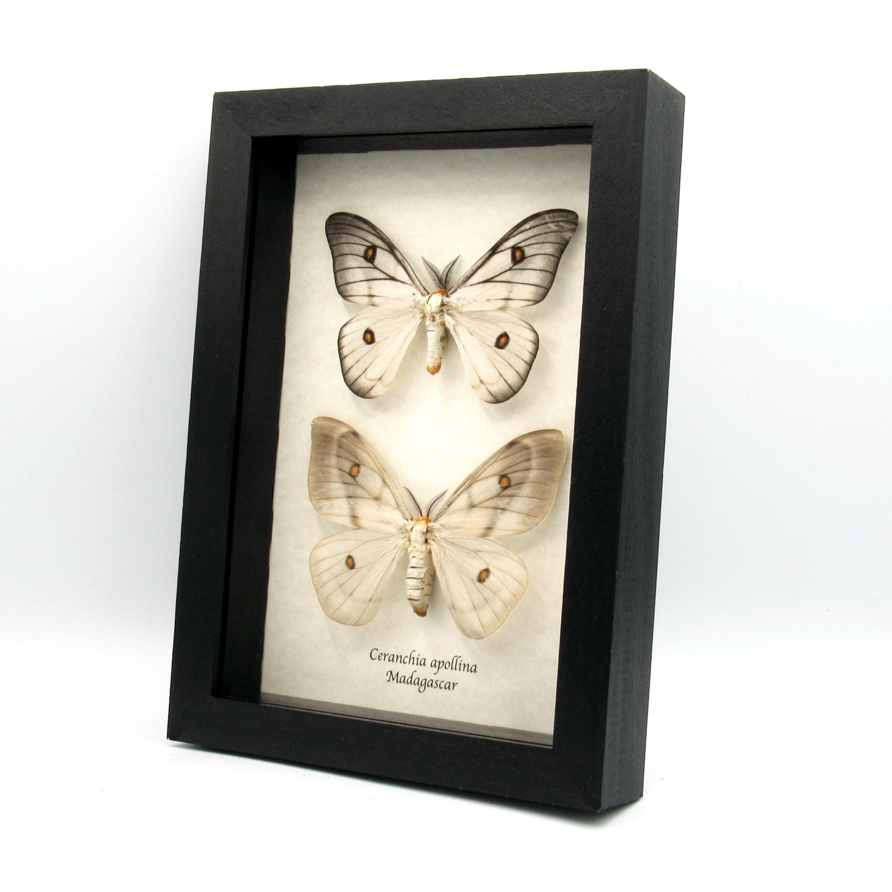 標本 Ceranchia apollina1 pair 104mm 108mm Ghostly SilkMoth In Box Frame (Ceranchia apollina)