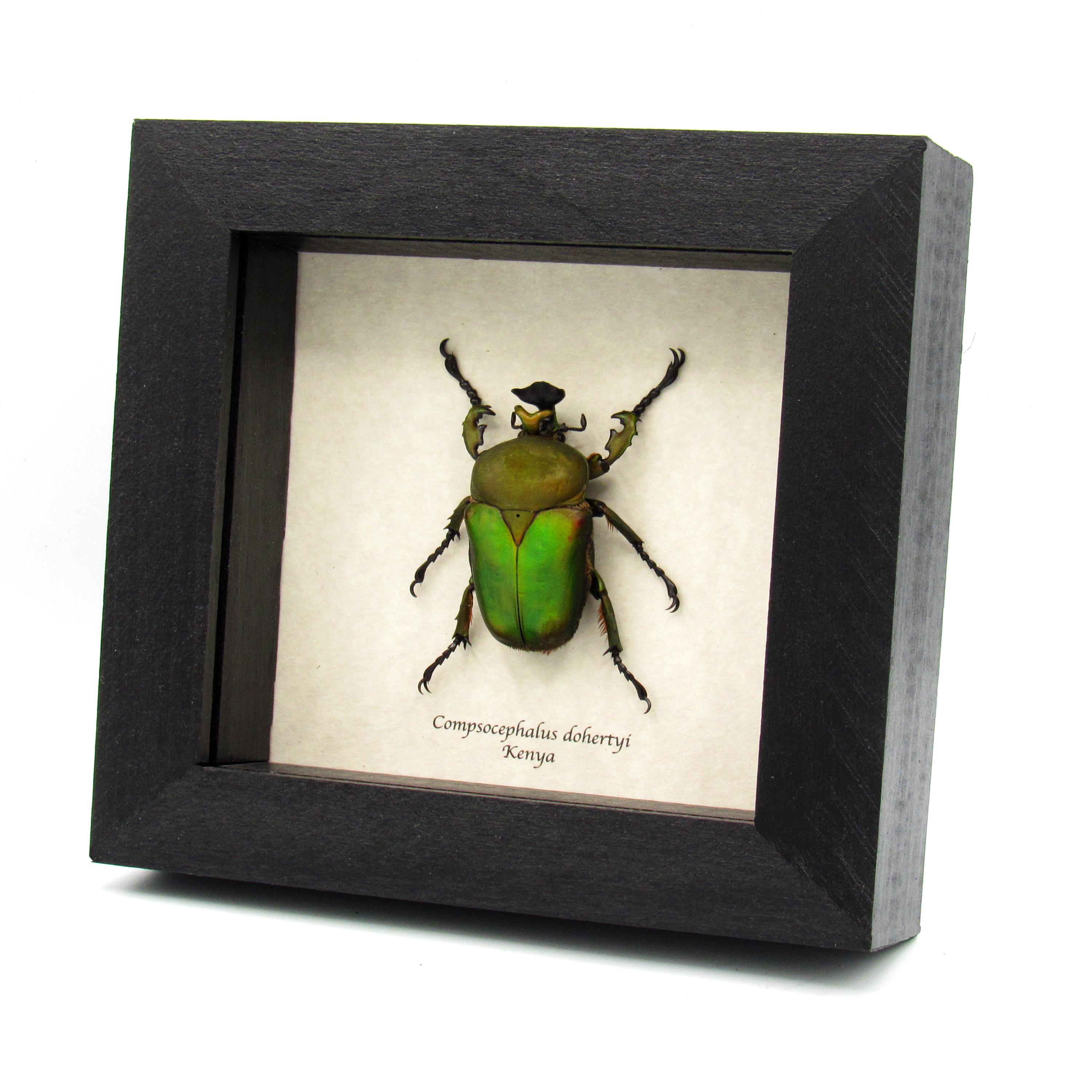 Large Green African Scarab Beetle Framed Taxidermy