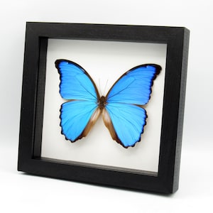 Real XL metallic blue framed butterfly - Morpho menelaus alexandrovna - 5.95 inch wingspan