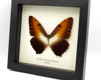 額入り巨大バイオレットモルフォ蝶の剥製 - Morpho helenor violaceus