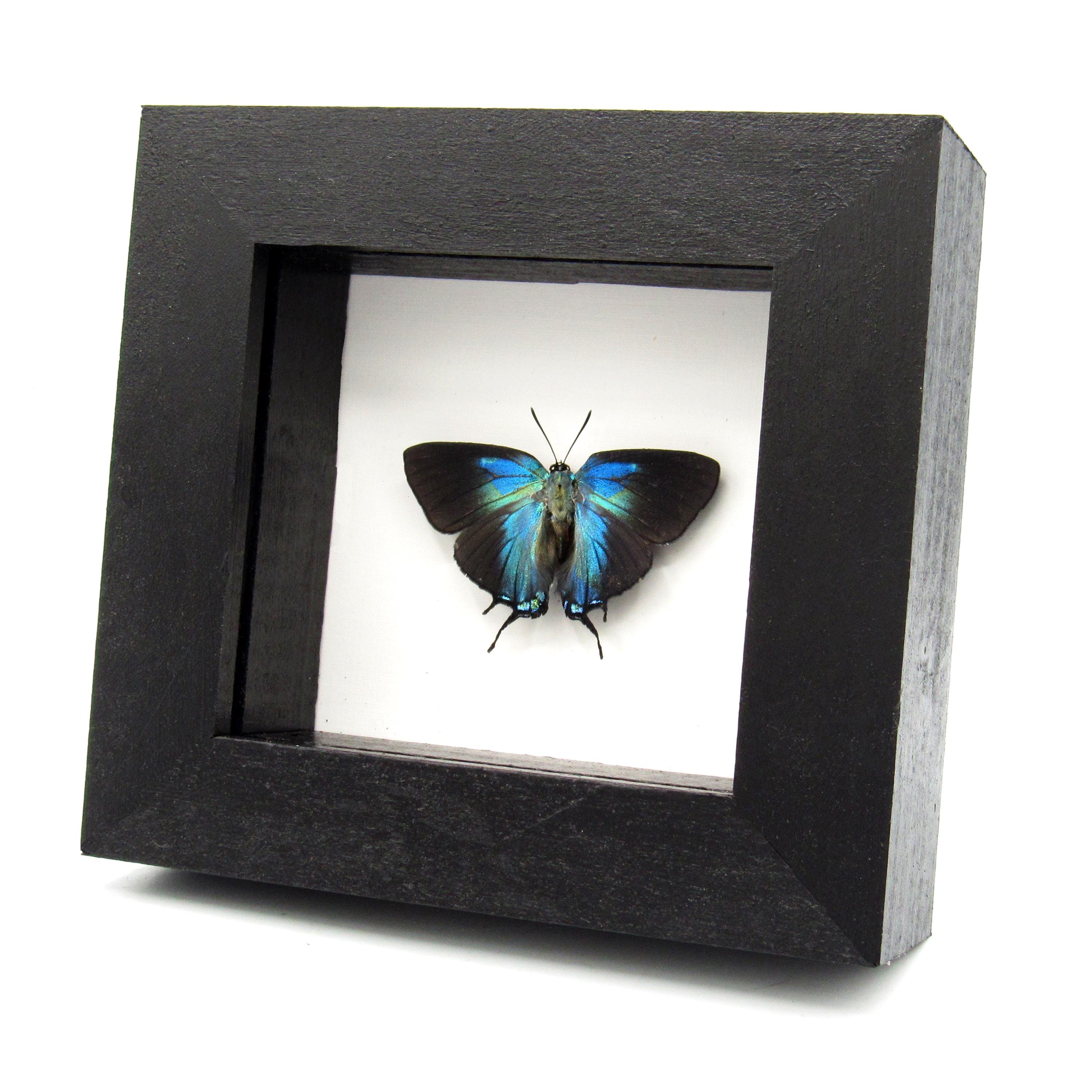 Real Great Purple Hairstreak Butterfly Framed Taxidermy - Atlides