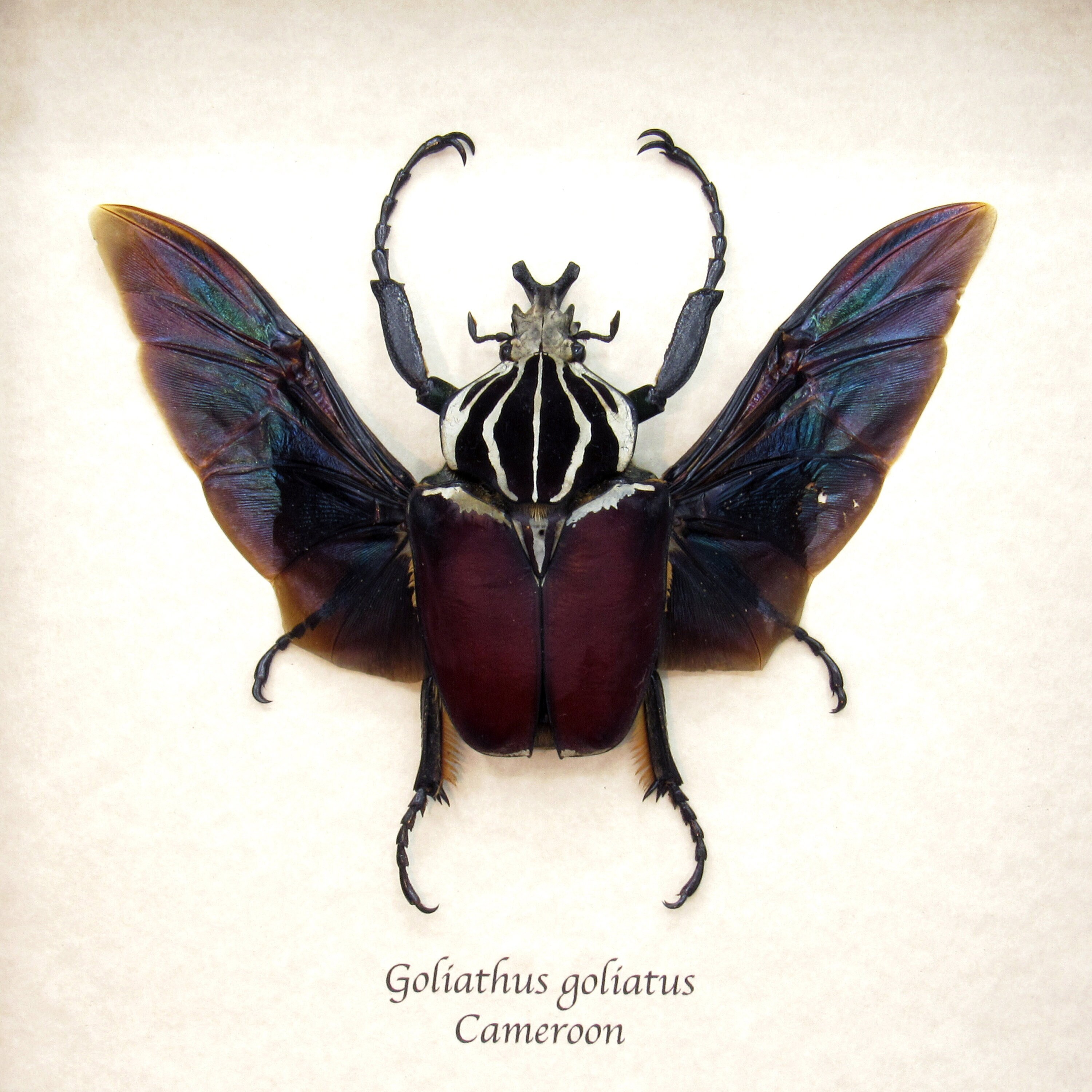ホスピトン×キアゲハ（ハイブリッド型・1オス） Goliathus goliatus apicalis 90mm CONGO - 192.119.110.72