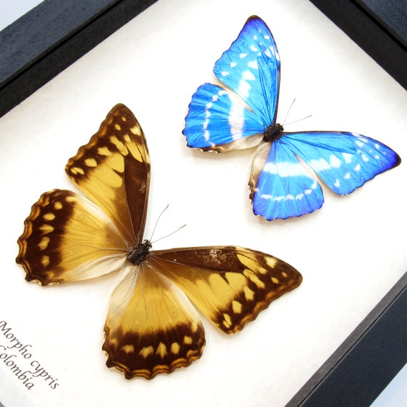 Real Morpho Butterflies Framed Taxidermy - Morpho Cypris - Male