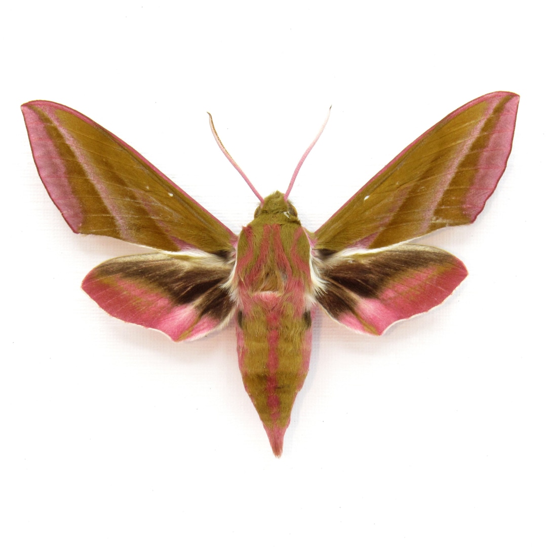 Real Pink Elephant Hawk Moth Framed Taxidermy Deilephilia Elpenor - Etsy
