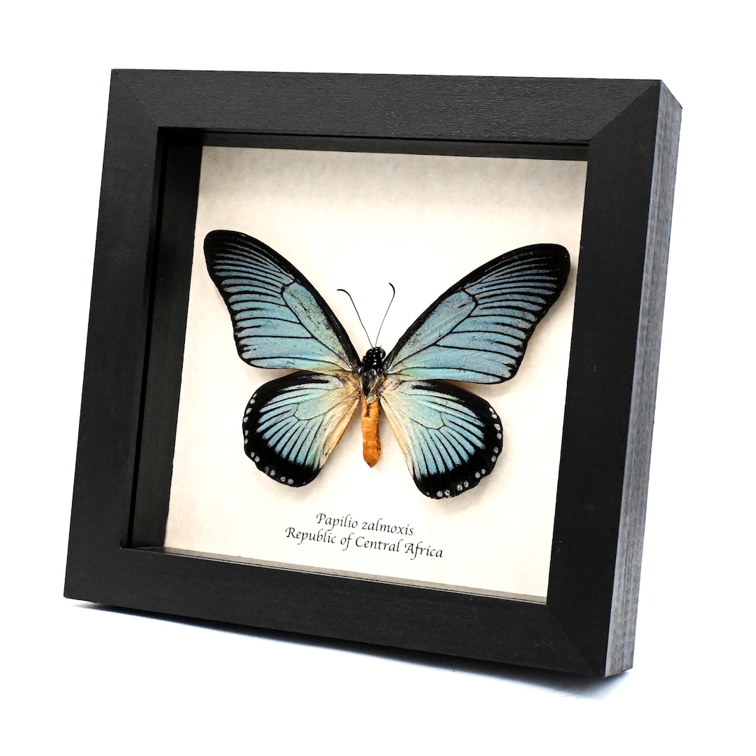 本物のオオアゲハチョウの剥製（額装済み） - Papilio zalmoxis - Etsy