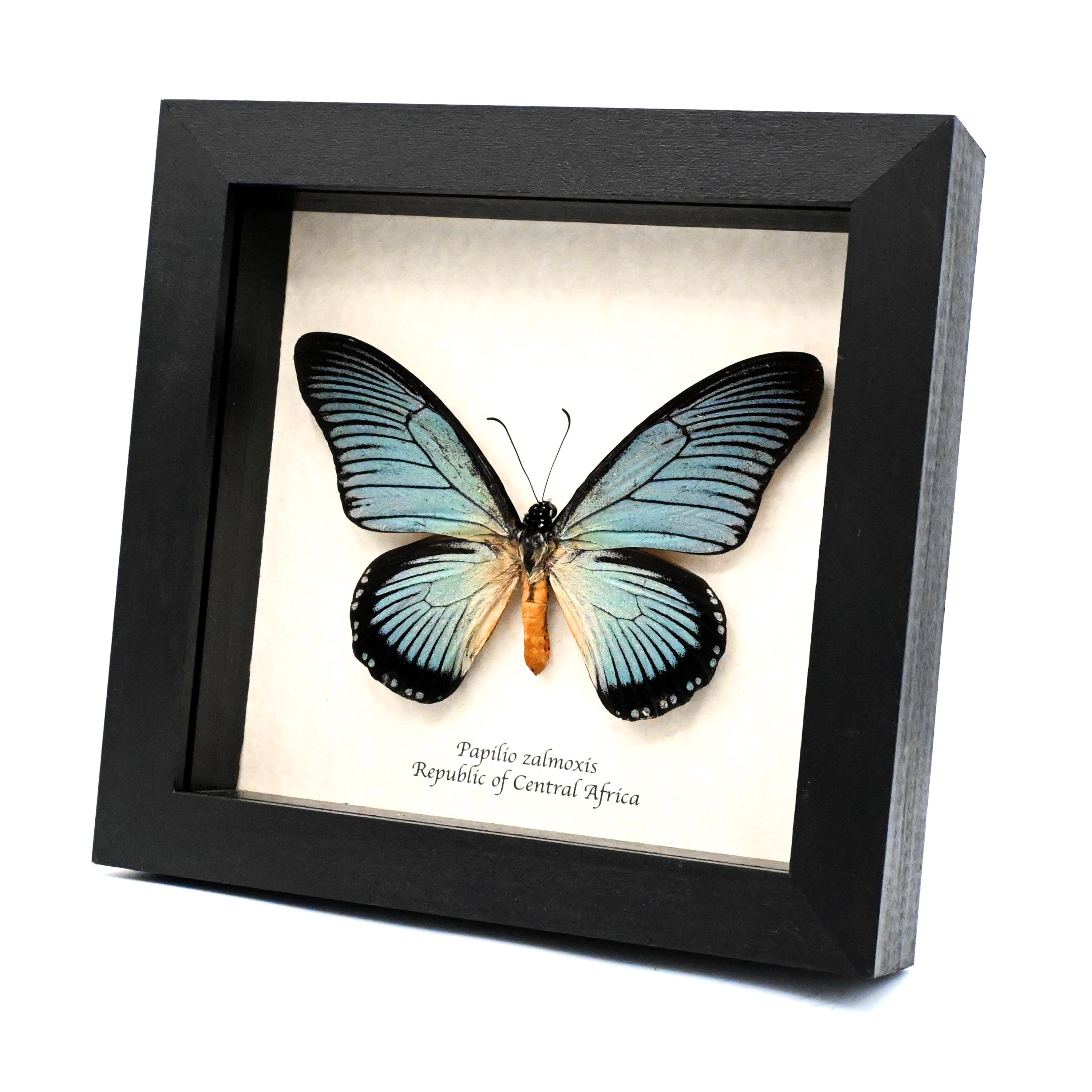本物のオオアゲハチョウの剥製（額装済み） - Papilio zalmoxis - Etsy