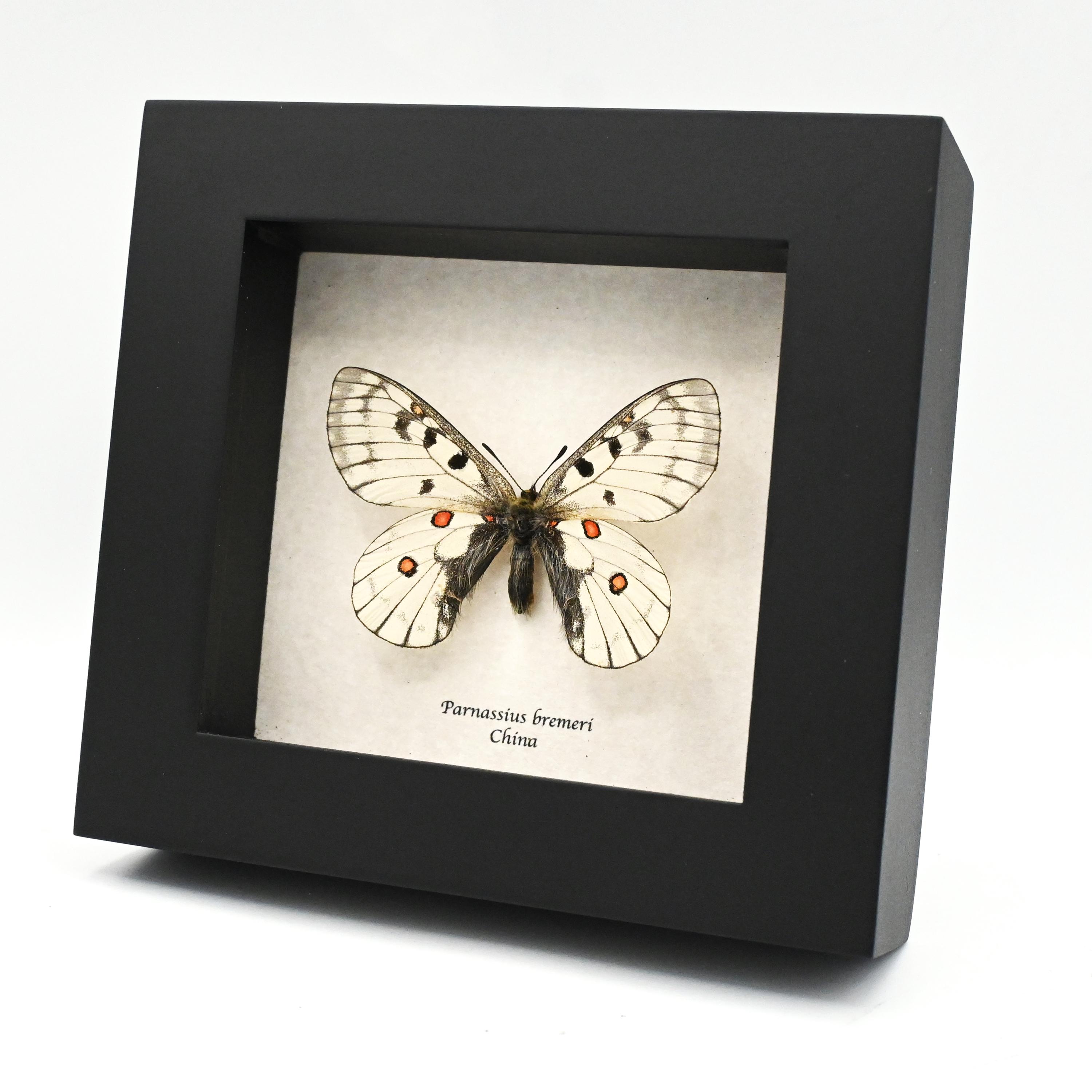 Parnassius apollo - Etsy 日本