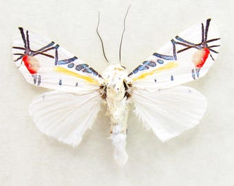 珍しいスズメガの額入り標本 - Deilephila askoldensis - メス - Etsy 日本