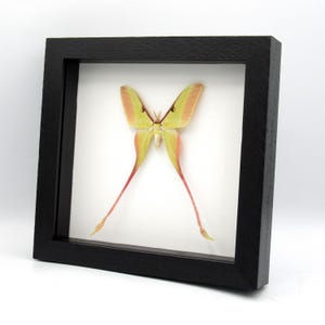 Actias Dubernardi REPLICA Framed Pink Green Saturn Moth