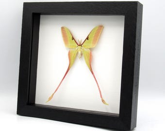 Actias dubernardi まとめて4♂セット Actias dubernardi まとめて4♂セット 2x Actias Dubernardi