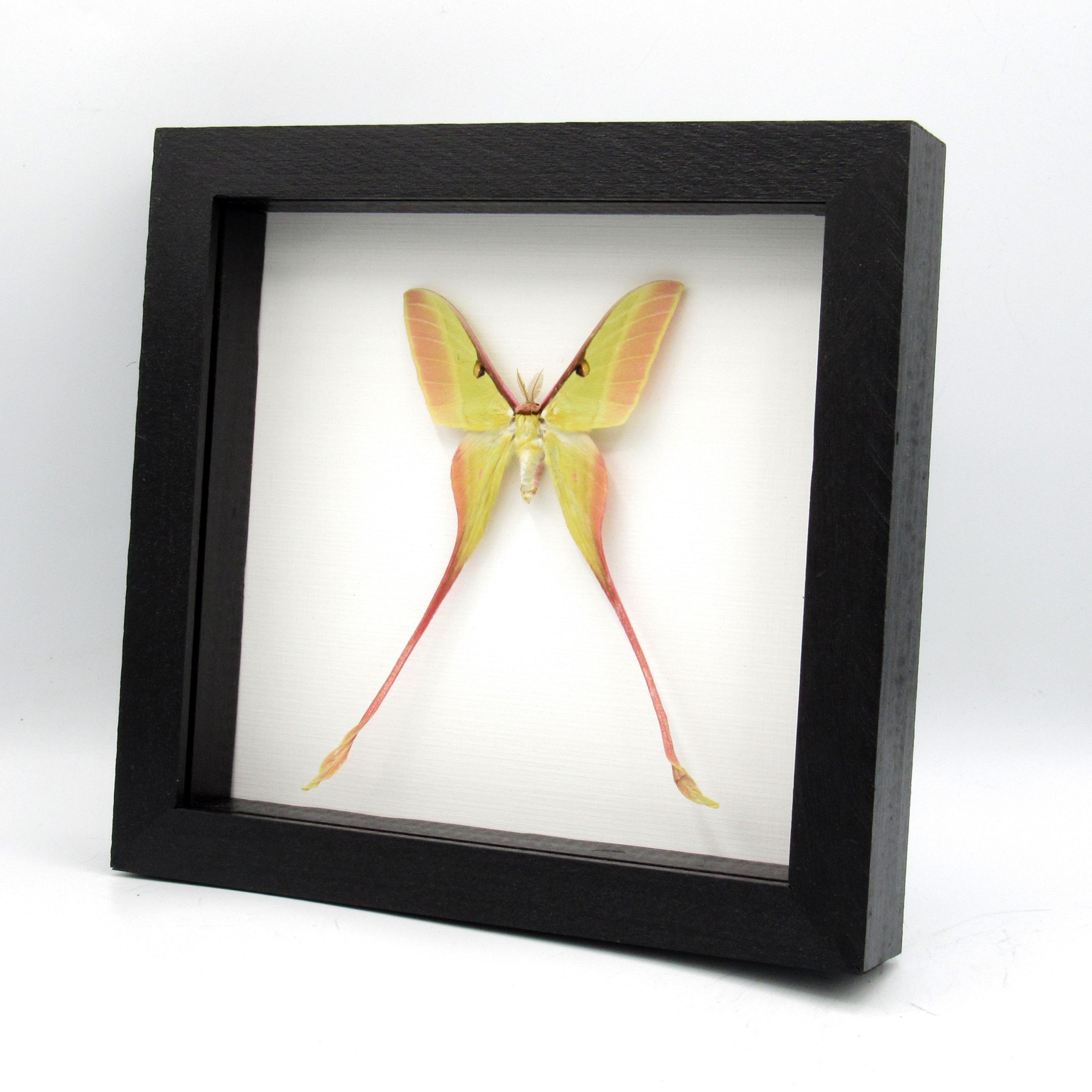 Actias dubernardi まとめて4♂セット Actias dubernardi mounted moths – EntomoBoxes