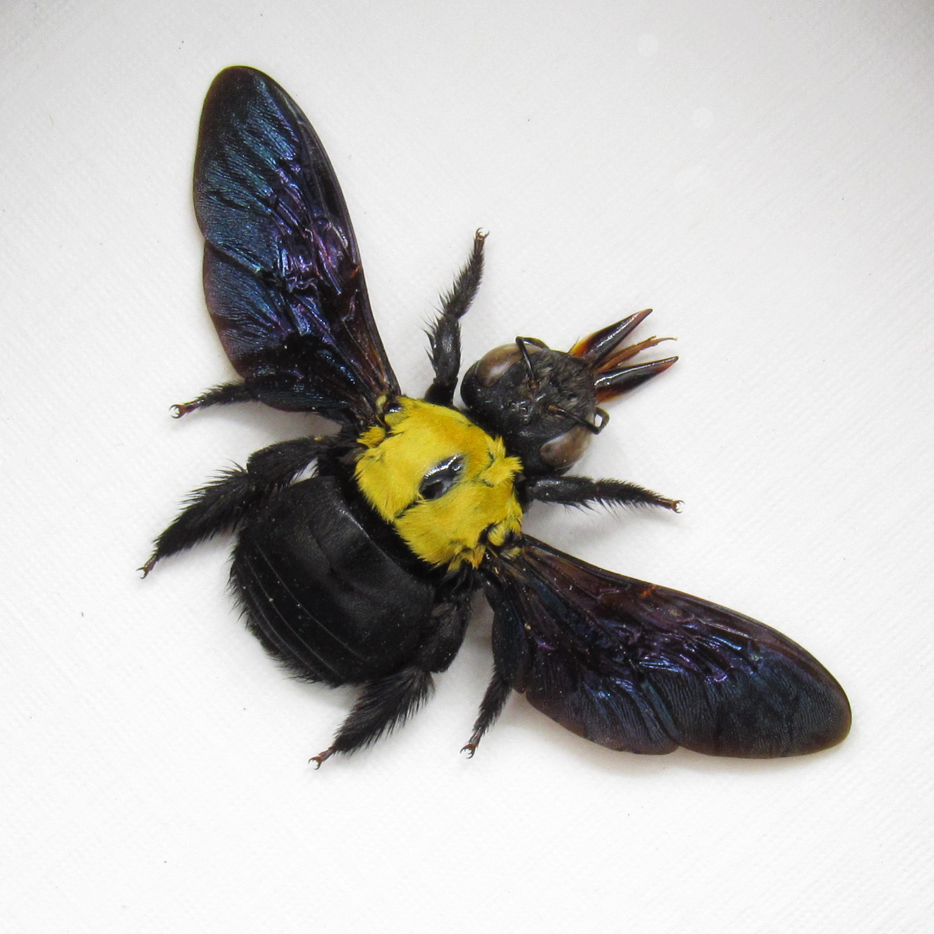 Real Carpenter Bee Framed Taxidermy - Xylocopa Confusa - Etsy