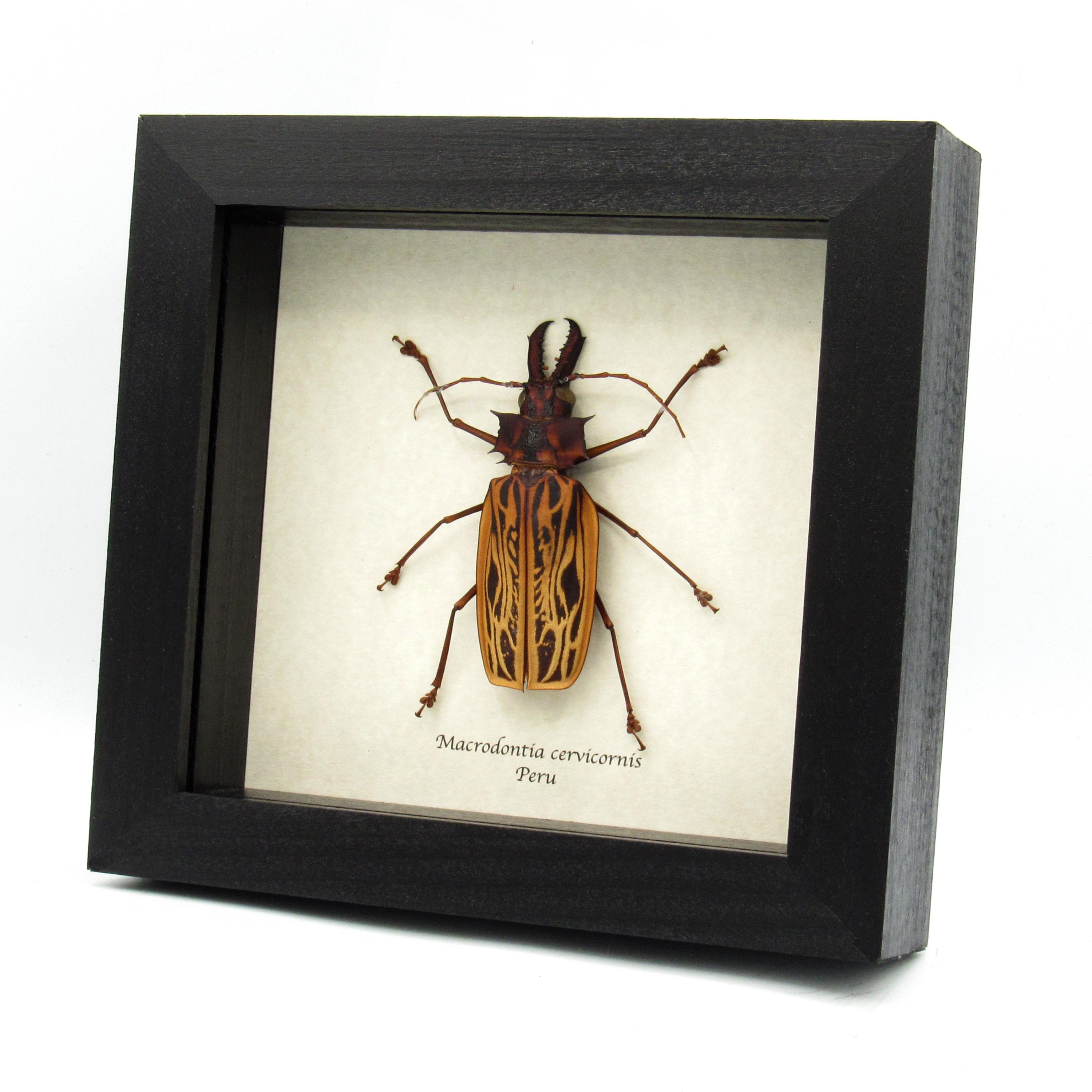 Macrodontia cervicornis - Etsy Portugal