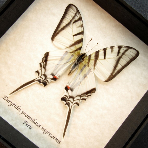 Real large beautiful framed Zebra Swordtail Butterfly! Real large beautiful framed Zebra Swordtail Butterfly!
