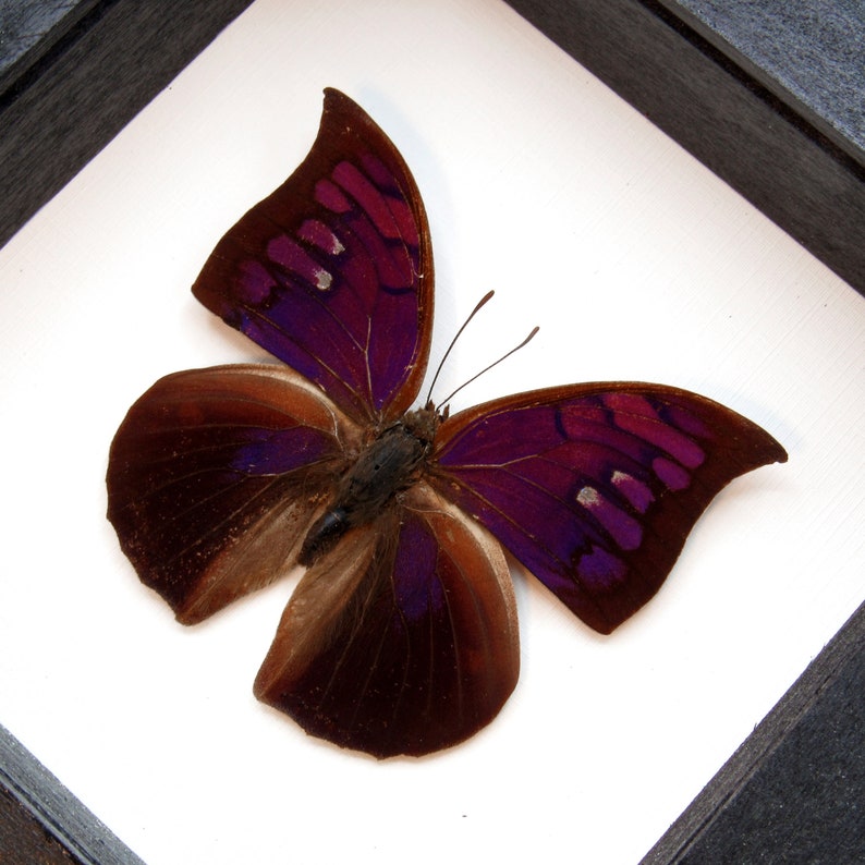 Rare Purple Butterfly Framed Taxidermy Anaea Tyrianthina Etsy