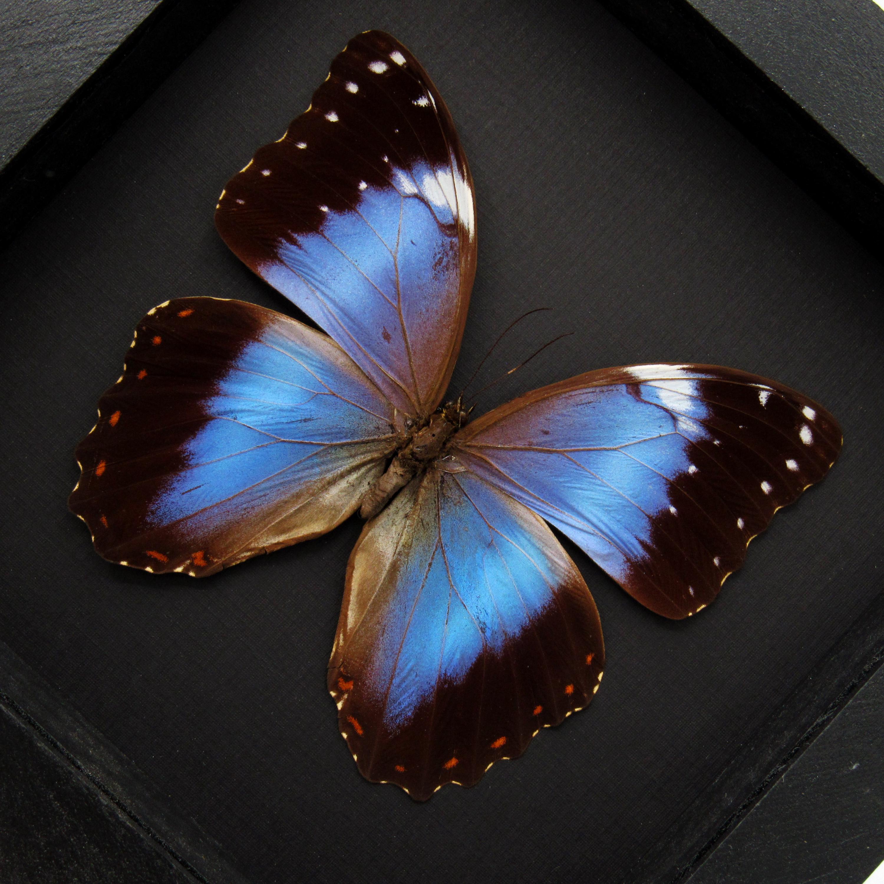 Rare Hybrid Morpho Framed Taxidermy - Morpho Helenor Violaceus X