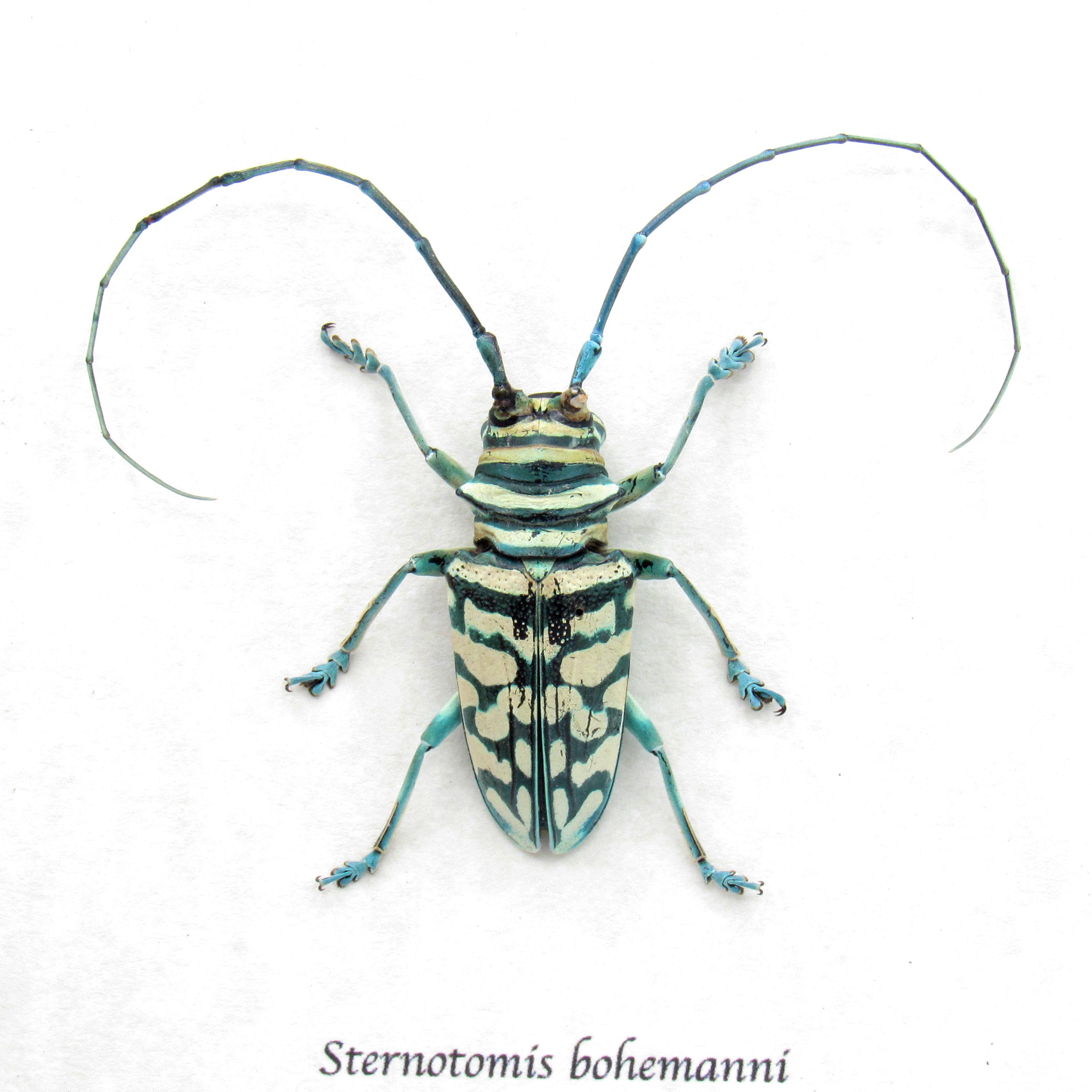 標本 Sternotomis mathildae 26mm 28mm Sternotomis - Etsy
