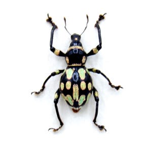 Rare weevil beetle framed specimen - Metapocyrtus species - large female