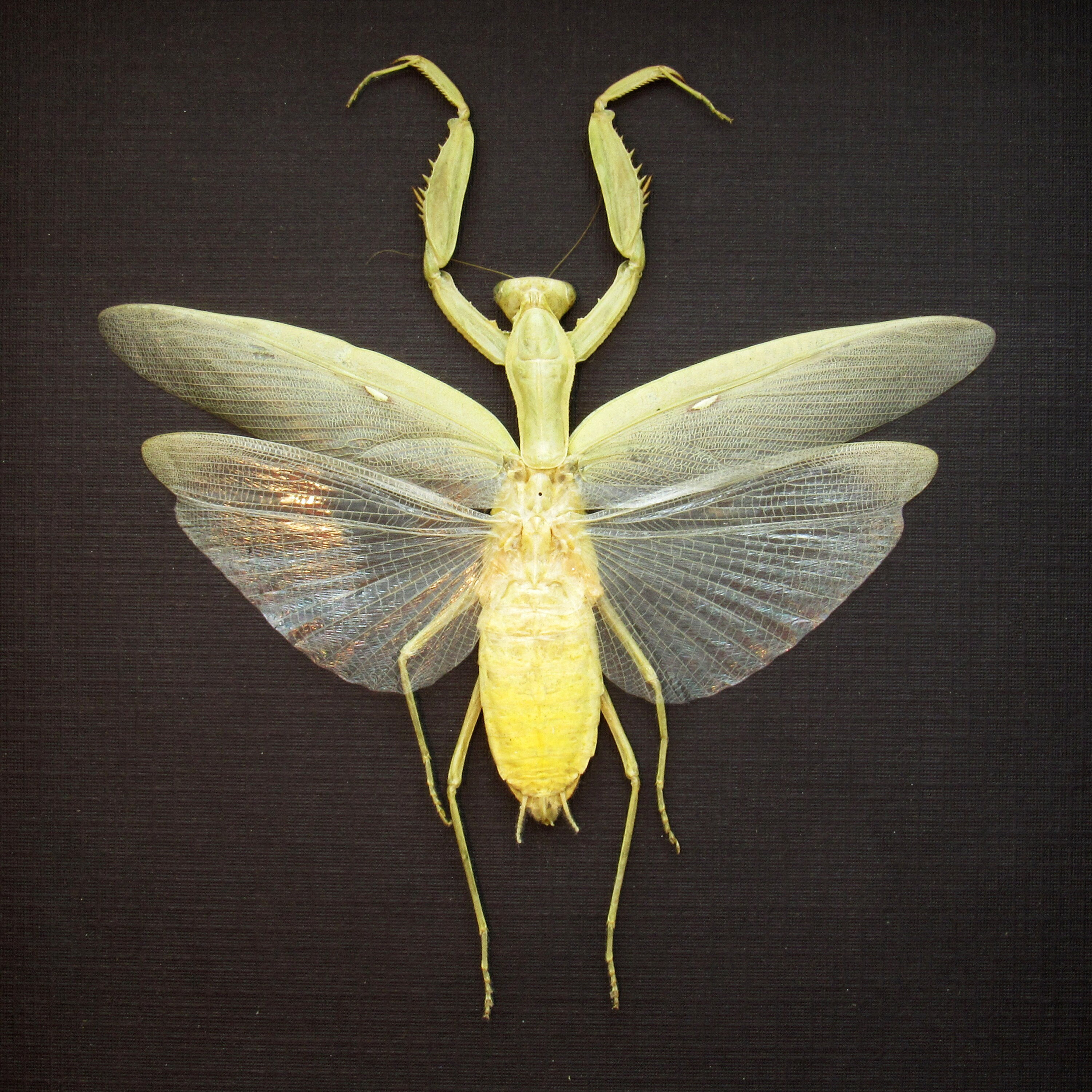 Real Framed Praying Mantis Taxidermy - Hierodula Patellifera