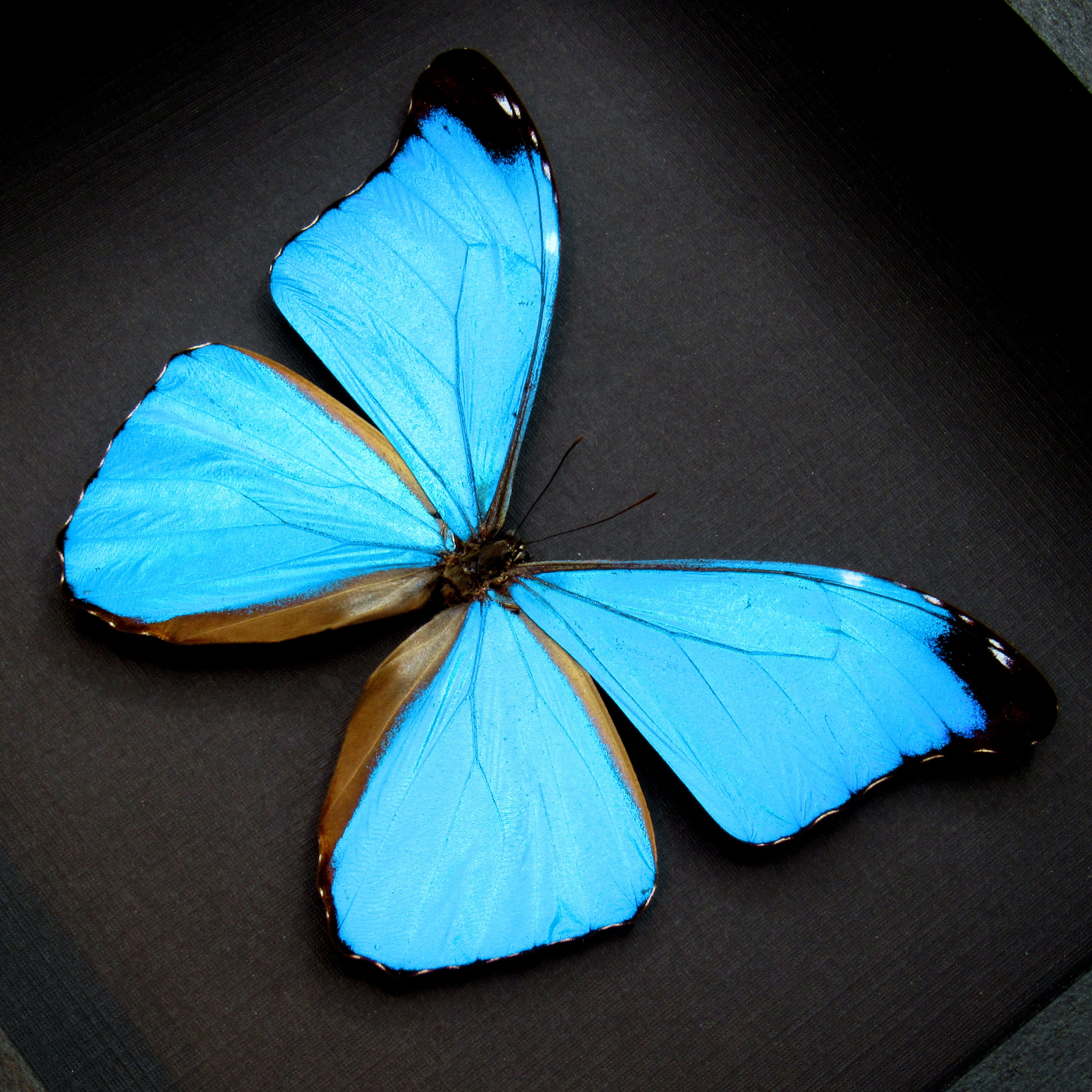 Morpho様 Rare Metallic Blue Morpho Butterfly Framed Taxidermy - Morpho