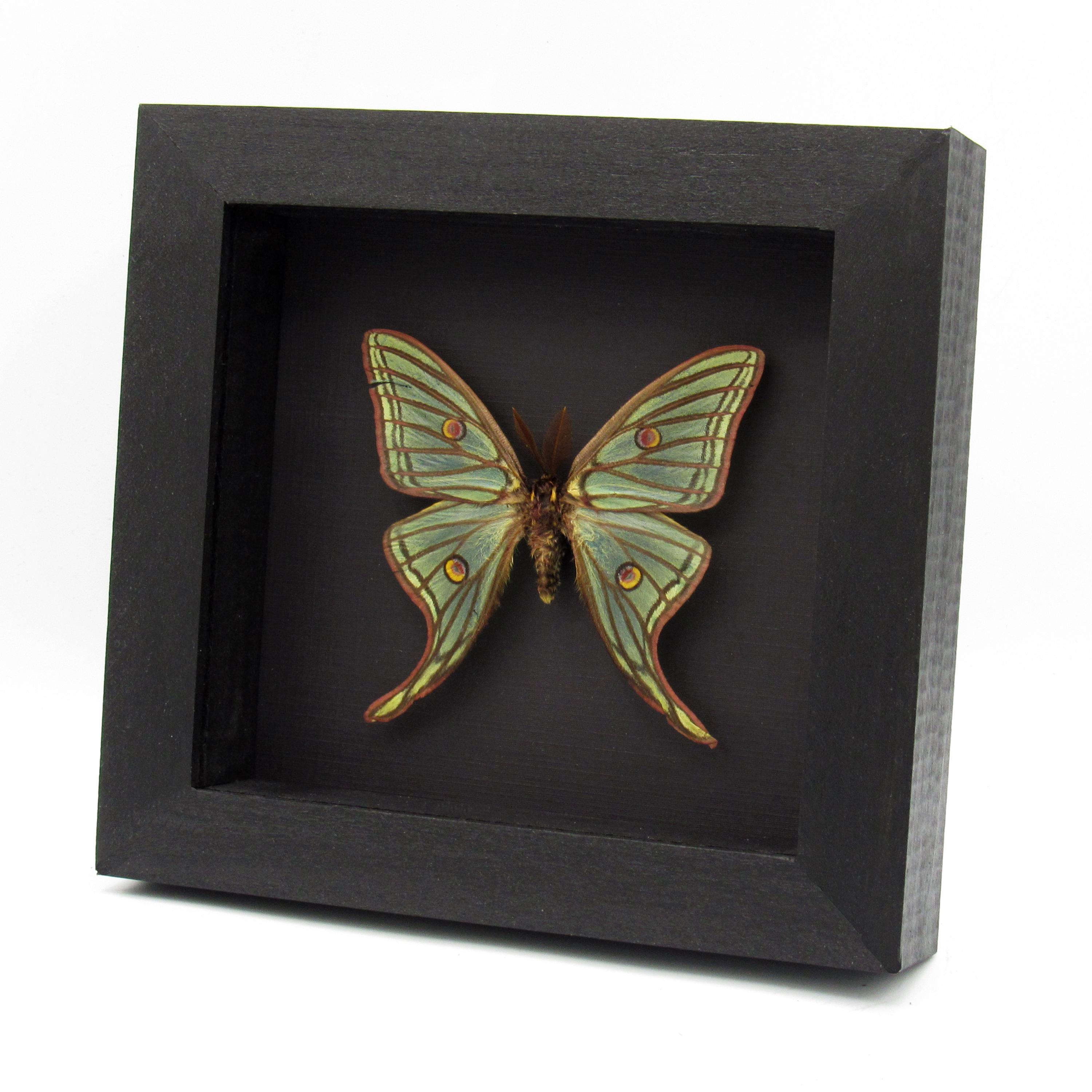 珍しい大型のスペイン産月蛾の剥製 - Graellsia isabellae - Etsy 日本