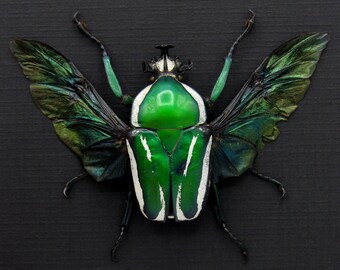 Taxidermia de escarabajo verde metalizado auténtico - Dicronorhina derbyana