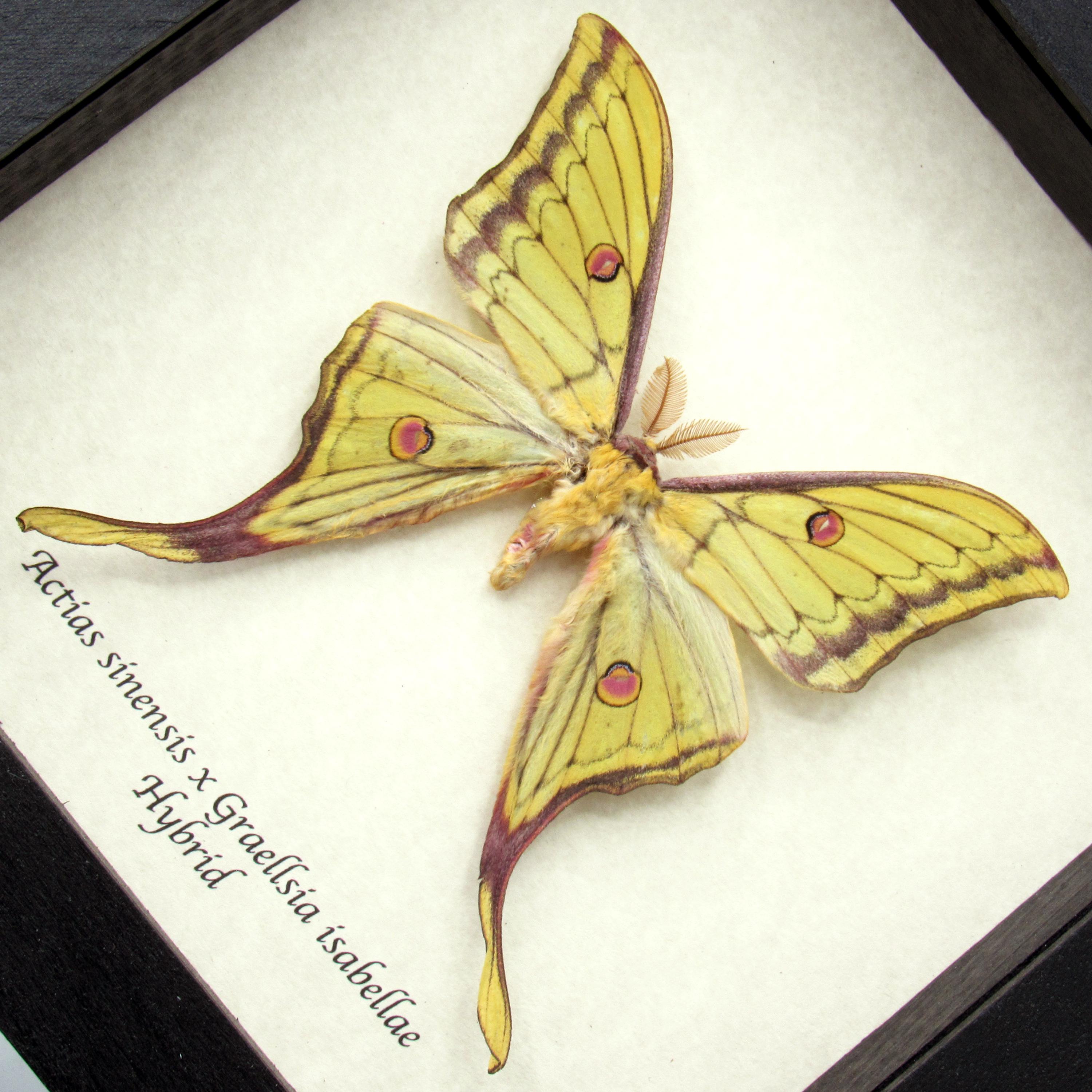 Very Rare Hybrid Moon Moth Framed Specimen - Actias Sinensis X