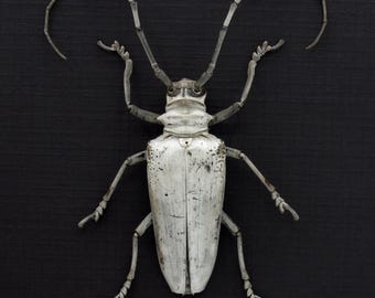 珍しいターコイズ色の大きなカミキリムシの額入り - Anoplophora