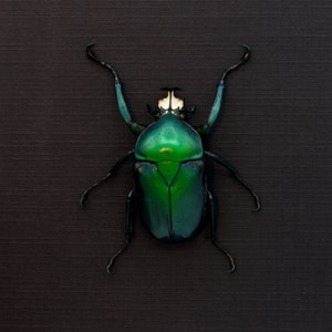 Large green metallic Scarab beetle framed Dicronorhina derbyana oberthuri image 2