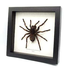 Real XXL Brazilian Orange Banded Tarantula framed - Acanthoscurria juruenicola - female
