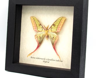 Graellsia isabellae 92mm 2頭限り Graellsia isabellae 92mm 2頭限り