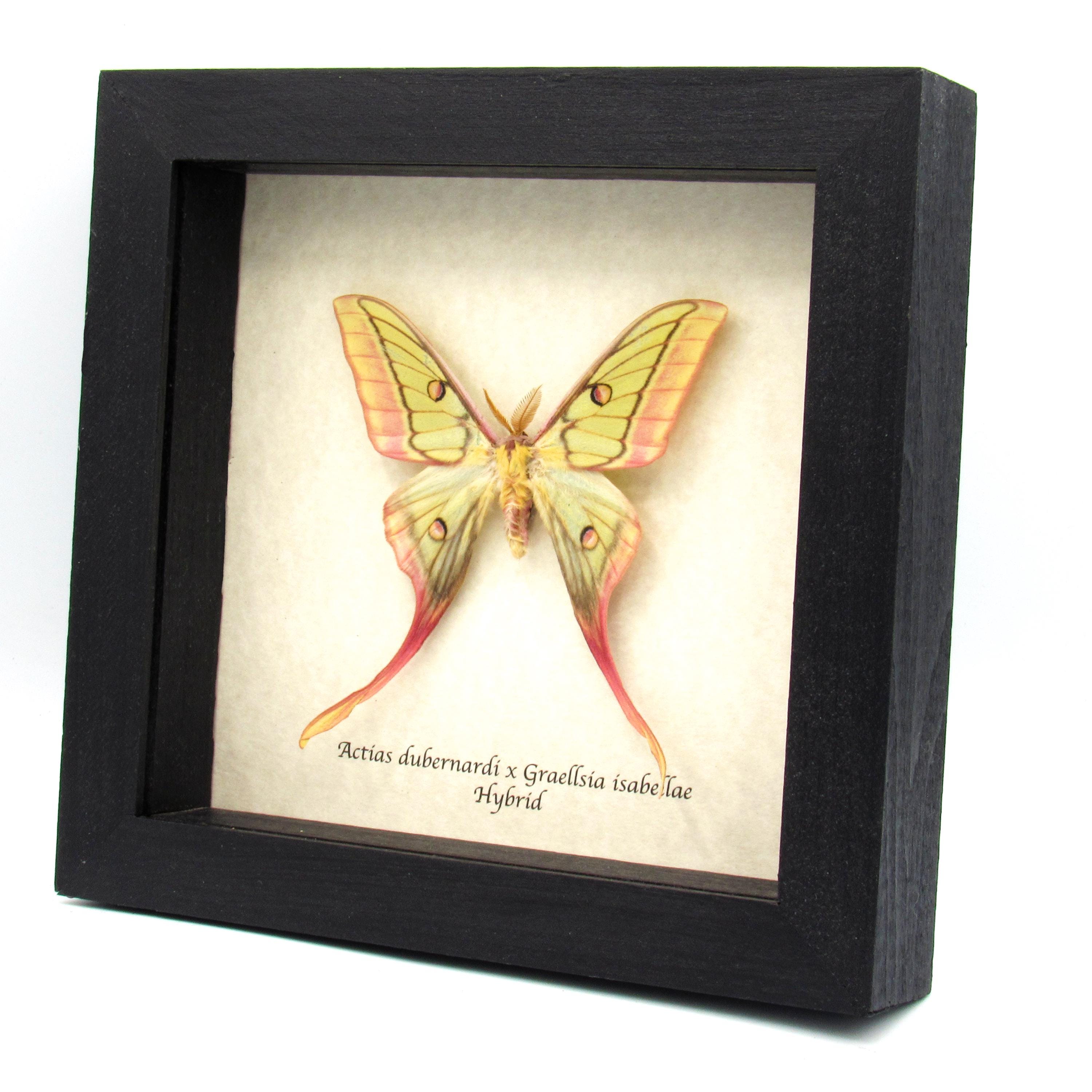 Actias dubernardi まとめて4♂セット Actias Dubernardi - Etsy