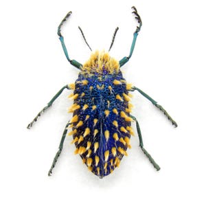Escarabajo joya azul peludo auténtico disecado enmarcado - Julodis viridispes