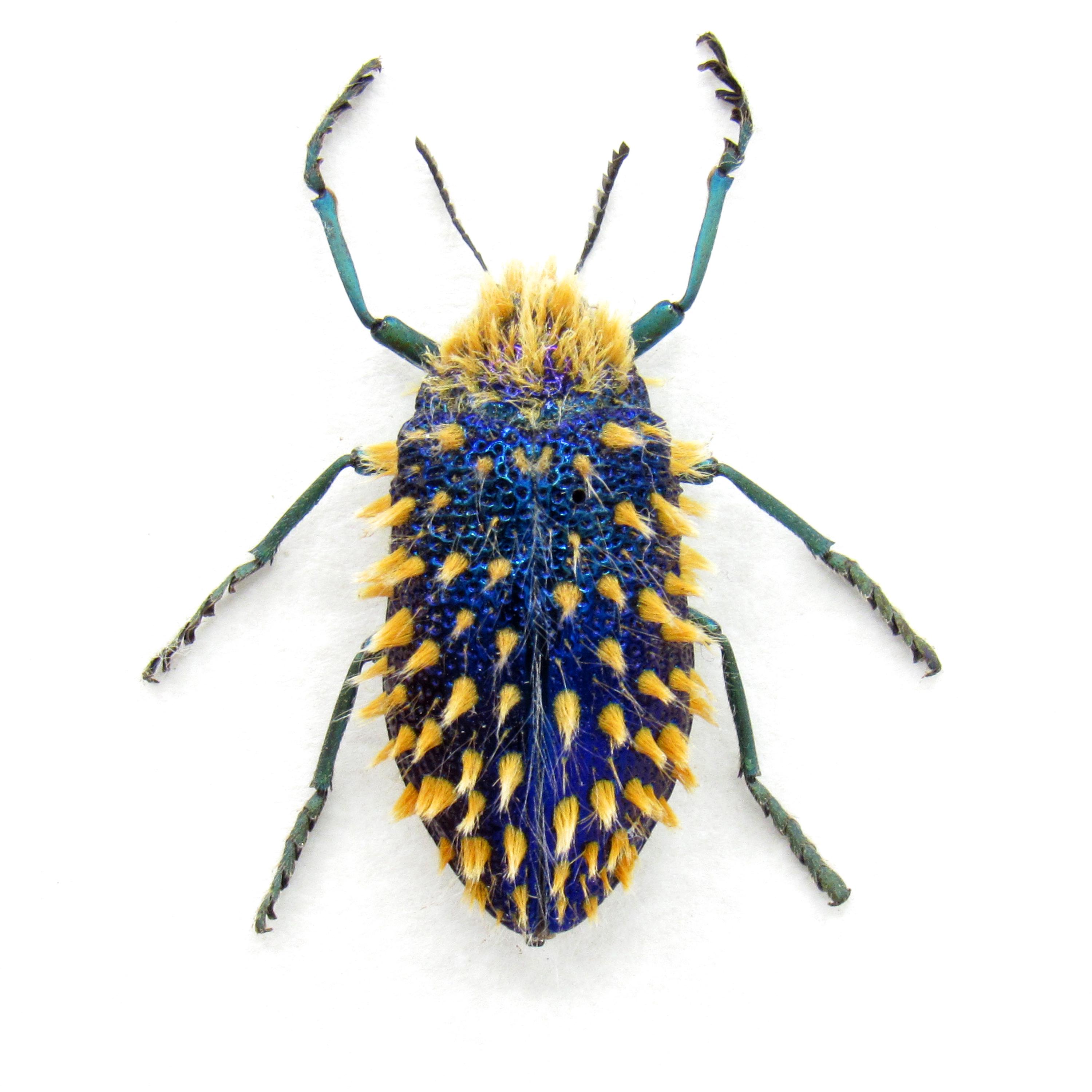 標本 RSA Julodis viridipes 27mm Real Hairy Blue Jewel Beetle Framed Taxidermy - Julodis Viridipes