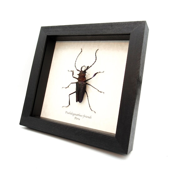 Rare Deep Purple Longhorn Beetle Framed Taxidermy - Psalidognathus