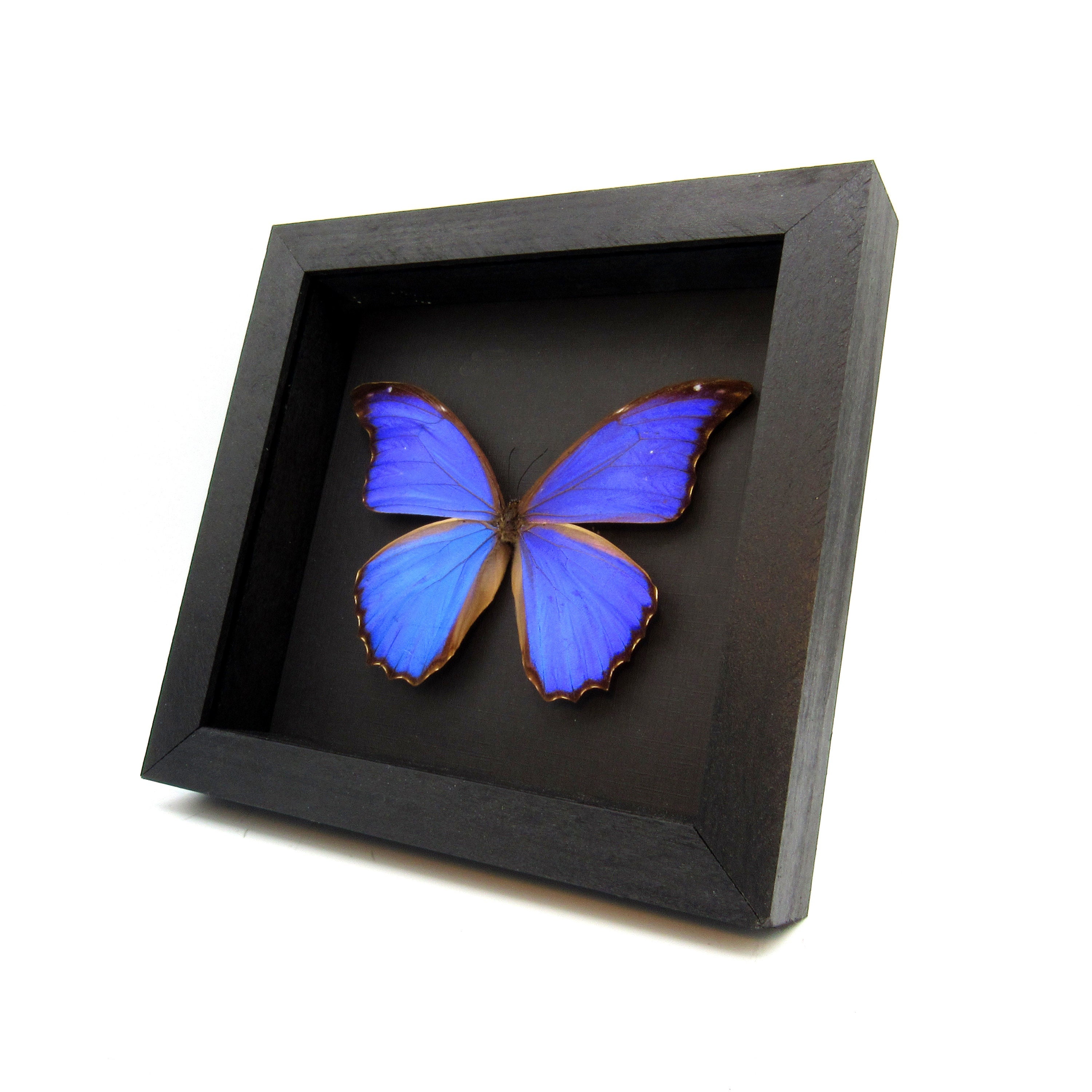 REAL FRAMED BUTTERFLY METALLIC ICE BLUE MORPHO CATENARIA CATENERIUS